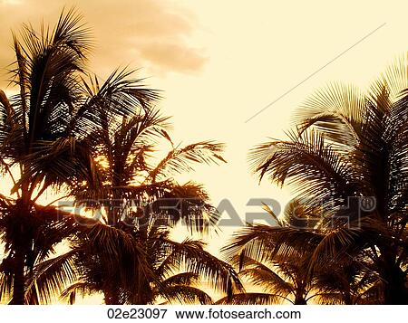 Tropical palm trees. View Large Photo Image Stock Photo - Tropical palm trees.. Fotosearch