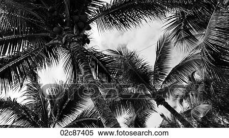 Stock Photography - Tropical palm trees.. Fotosearch