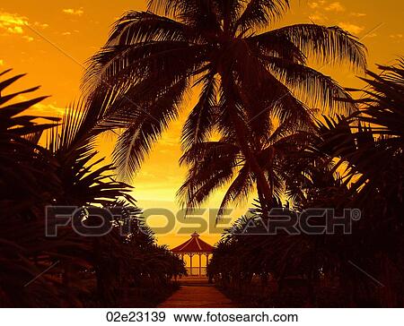 Stock Photo - Tropical palm trees with romantic gazebo at sunset.. Fotosearch