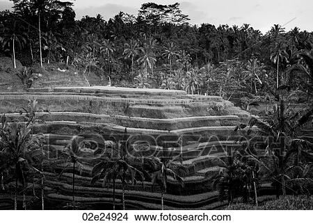 Tropical terraced farmland in Bali View Large Photo Image Picture - Tropical terraced farmland in Bali. Fotosearch