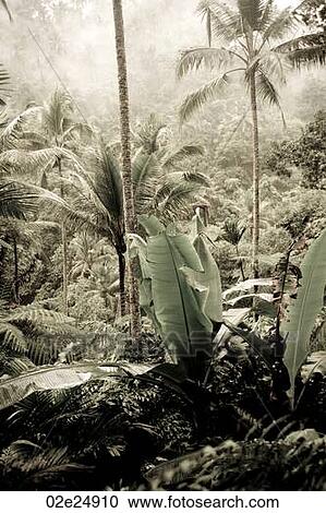 Stock Image - Tropical vegetation in Bali. Fotosearch