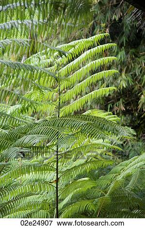 Stock Photo - Tropical vegetation in Bali. Fotosearch