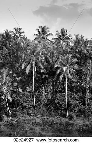 Tropical vegetation in Bali View Large Photo Image Stock Photo - Tropical vegetation in Bali. Fotosearch
