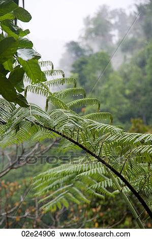 Stock Photograph - Tropical vegetation in Bali. Fotosearch