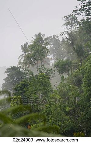 Tropical vegetation in mist in Bali View Large Photo Image Stock Photo - Tropical vegetation in mist in Bali. Fotosearch