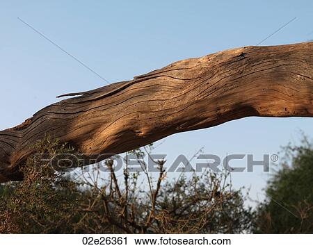 Trunk of a tree over Kenya landscape View Large Photo Image Stock Image - Trunk of a tree over Kenya landscape. Fotosearch