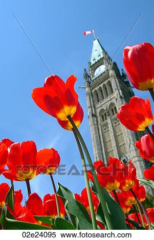 Stock Photography - Tulip festival and Peace Tower in Ottawa Canada.. Fotosearch