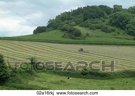 Stock Image - Turning the grass for silage. Fotosearch