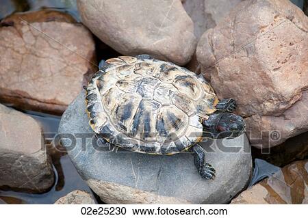 Turtle View Large Photo Image Stock Image - Turtle. Fotosearch