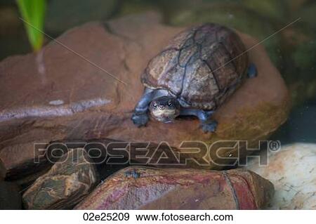 Turtle View Large Photo Image Stock Photo - Turtle. Fotosearch
