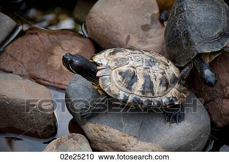 Turtles View Large Photo Image Stock Image - Turtles. Fotosearch