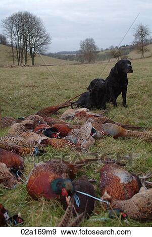 Stock Photo - Two dogs with dead pheasants. Fotosearch