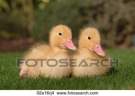 Two little ducks making friends with a himalayan rabbit View Large Photo Image Picture - Two little ducks making friends with a himalayan rabbit. Fotosearch