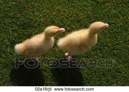 Two little ducks View Large Photo Image Stock Photography - Two little ducks. Fotosearch