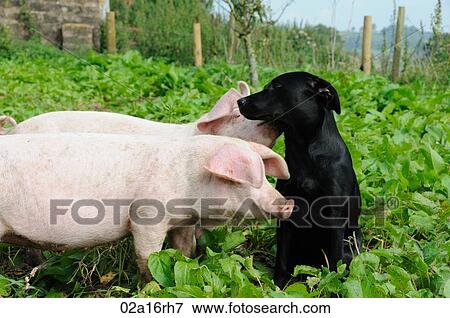 Stock Photo - Two pigs and a black labrador. Fotosearch