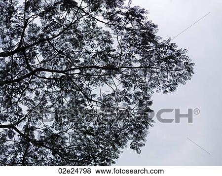 Upward view of a tree in Bali View Large Photo Image Stock Photo - Upward view of a tree in Bali. Fotosearch