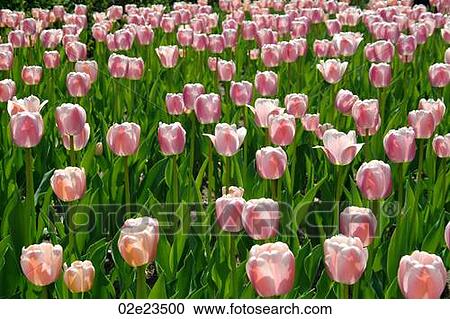 Vast field of pink tulips in full bloom. View Large Photo Image Stock Image - Vast field of pink tulips in full bloom.. Fotosearch