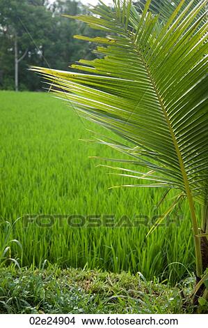 Picture - Vegetation in Bali. Fotosearch