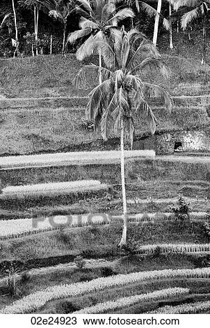 Stock Image - Vegetation in Bali. Fotosearch