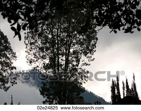 Stock Photography - View of mountain and treetops in Bali. Fotosearch