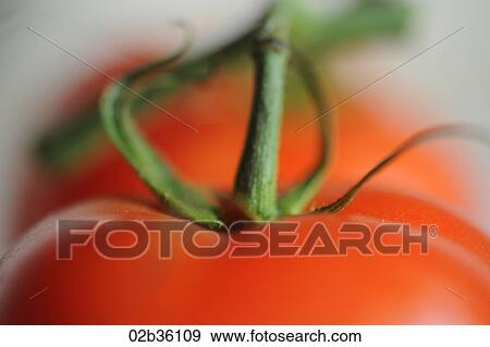 Stock Photo - Vine Tomatoes. Fotosearch