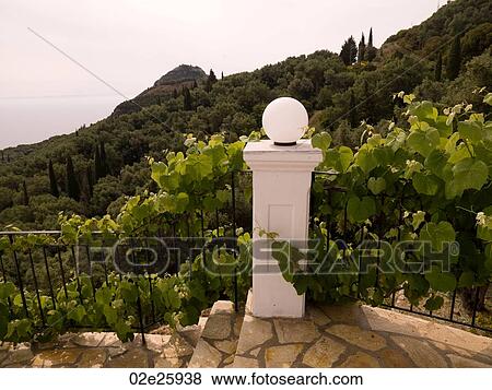 Vines growing on a fence in Corfu View Large Photo Image Stock Photo - Vines growing on a fence in Corfu. Fotosearch
