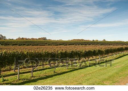 Vineyard in the Hamptons View Large Photo Image Stock Photography - Vineyard in the Hamptons. Fotosearch