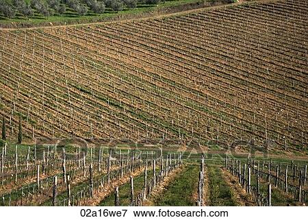 Stock Photo - Vineyard undulation, Tuscany, Italy. Fotosearch