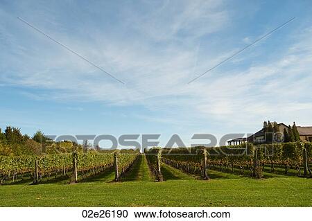 Vineyards in the Hamptons View Large Photo Image Stock Image - Vineyards in the Hamptons. Fotosearch