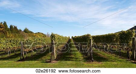 Vineyards in the Hamptons View Large Photo Image Stock Image - Vineyards in the Hamptons. Fotosearch