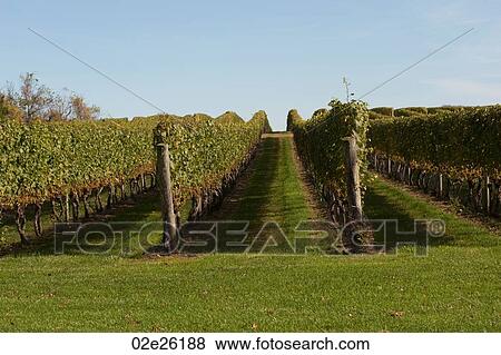 Stock Photo - Vineyards in the Hamptons. Fotosearch