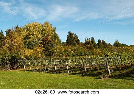 Vineyards in the Hamptons View Large Photo Image Stock Photo - Vineyards in the Hamptons. Fotosearch