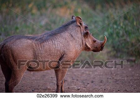 Warthog in Kenya View Large Photo Image Stock Photo - Warthog in Kenya. Fotosearch