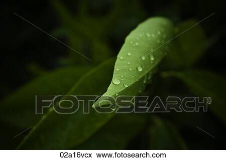 Water drops on a green leaf View Large Photo Image Stock Photo - Water drops on a green leaf. Fotosearch