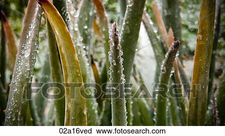 Water drops on leaf stems View Large Photo Image Stock Image - Water drops on leaf stems. Fotosearch