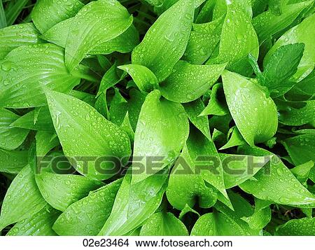 Wet green leaves. View Large Photo Image Picture - Wet green leaves.. Fotosearch