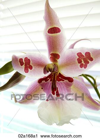 Stock Image - White and pink speckled orchid blossom. Fotosearch