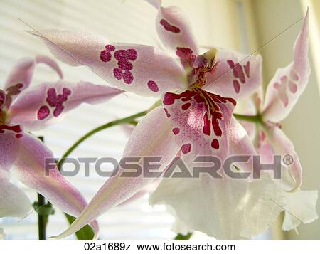 White and pink speckled orchid blossoms View Large Photo Image Stock Photo - White and pink speckled orchid blossoms. Fotosearch