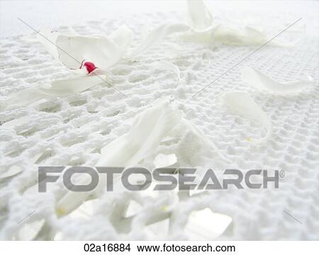 White flower petals on a white embroidered table cloth View Large Photo Image Picture - White flower petals on a white embroidered table cloth. Fotosearch