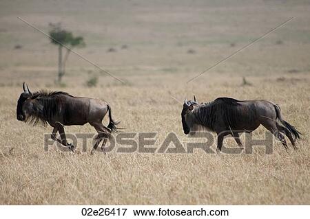 Wildebeest wildlife in Keyna View Large Photo Image Stock Photo - Wildebeest wildlife in Keyna. Fotosearch