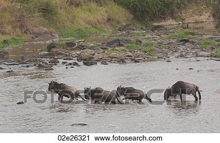 Wilderbeast Great Migration river crossing in Kenya Africa View Large Photo Image Stock Image - Wilderbeast Great Migration river crossing in Kenya Africa. Fotosearch