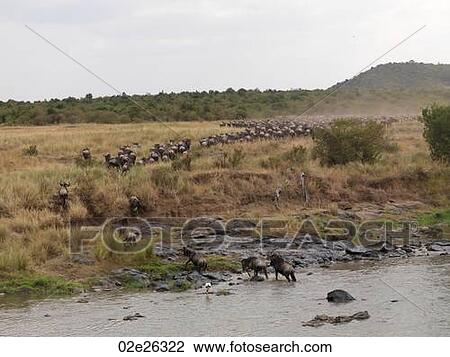 Stock Image - Wilderbeast Great Migration river crossing in Kenya Africa. Fotosearch