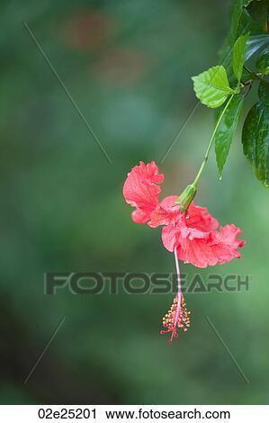 Wildflower View Large Photo Image Stock Image - Wildflower. Fotosearch
