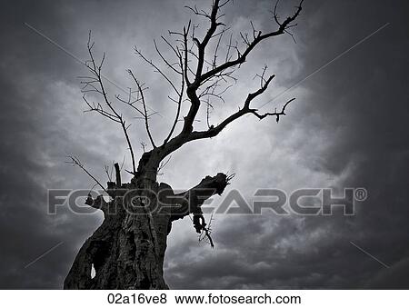 Winter tree and night sky View Large Photo Image Stock Photo - Winter tree and night sky. Fotosearch
