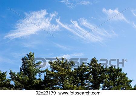 Wispy clouds above evergreen trees. View Large Photo Image Stock Photo - Wispy clouds above evergreen trees.. Fotosearch