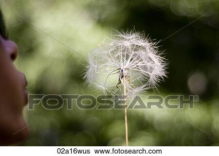 Stock Photograph - Woman blowing dandelion head. Fotosearch