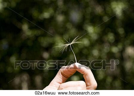 Woman holding remains of dandelion head View Large Photo Image Stock Photograph - Woman holding remains of dandelion head. Fotosearch