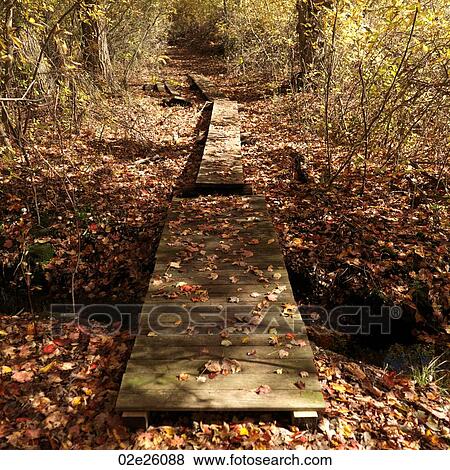 Stock Photo - Wooden bridge over a stream in a forest. . Fotosearch