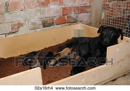 Working terrier with her litter of puppies View Large Photo Image Picture - Working terrier with her litter of puppies. Fotosearch