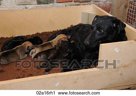 Working terrier with her litter of puppies View Large Photo Image Stock Image - Working terrier with her litter of puppies. Fotosearch